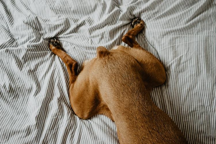 Явные и неявные симптомы того, что у собаки отказывают задние лапы