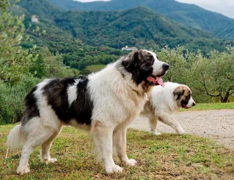 Известные испанские породы собак: пиренейский мастиф