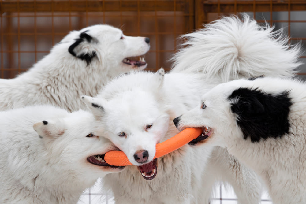 Якутские лайки нуждаются в обработках