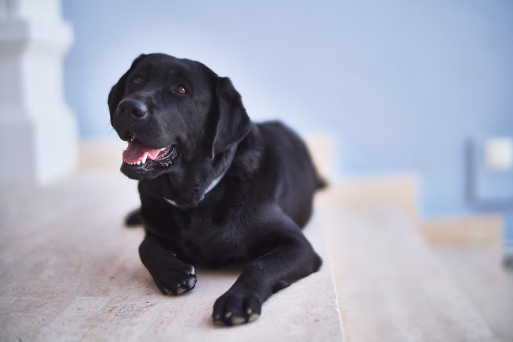 Допустимые окрасы лабрадоров: черный