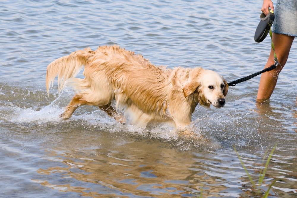 Кормление влияет на то, сколько проживет золотистый ретривер