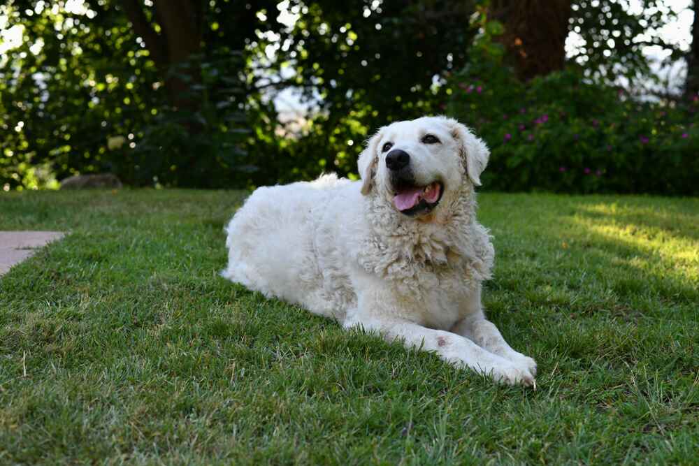 Венгерский кувас нуждается в воспитании