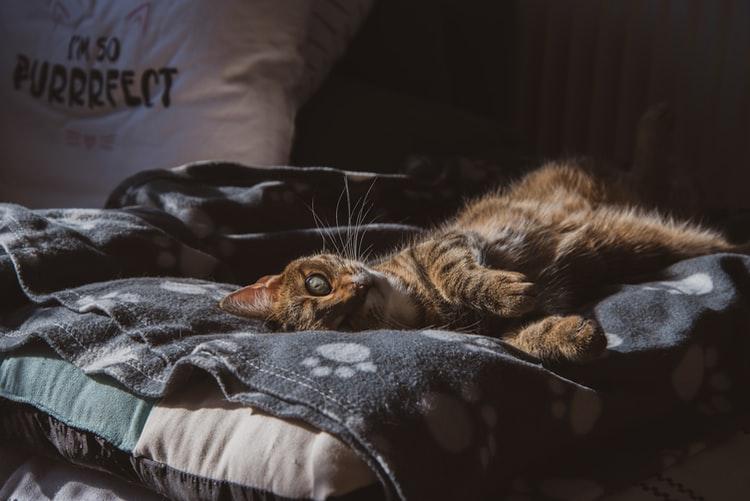 Удивительные причины из-за которых кошка спит в ногах у человека