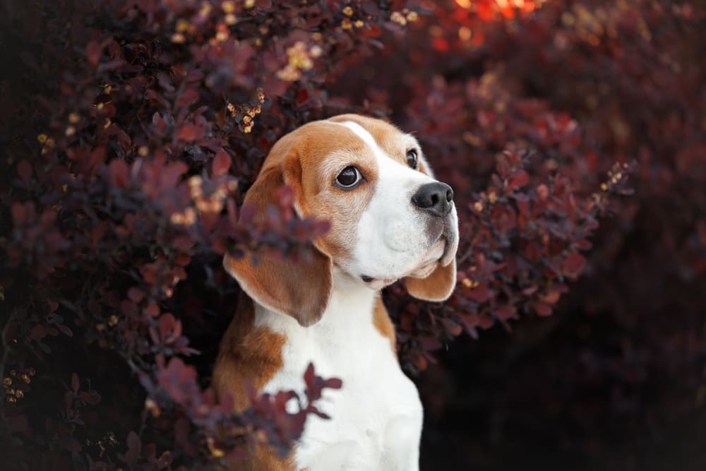 Болезни бигля могут быть связаны с нарушением свертываемости крови