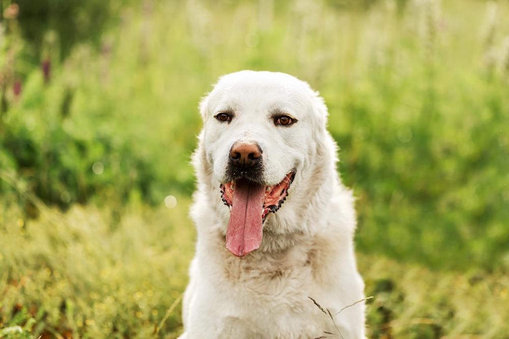 Алабай - это опасная собака или нет?