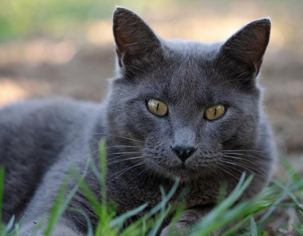 Самые древние породы домашних кошек: шартрез