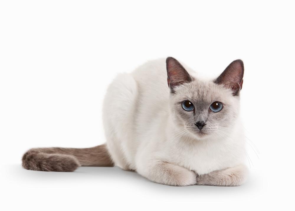 Гладкошерстные породы кошек: тайская Гладкошерстные породы кошек: тайская