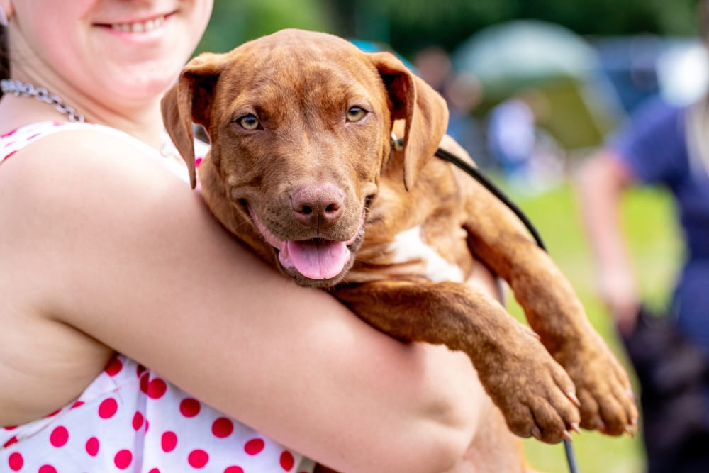 Шерсть питбуля нуждается в уходе