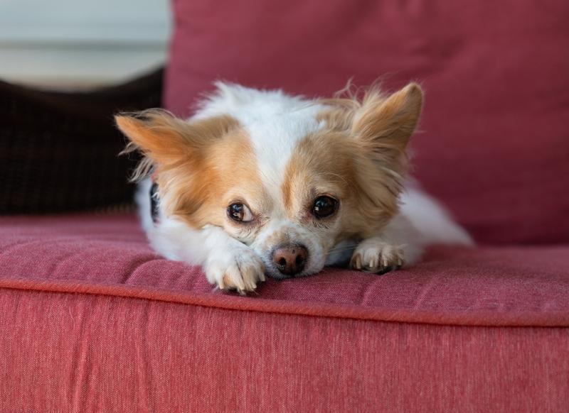 Как исключить аллергию на чихуахуа?