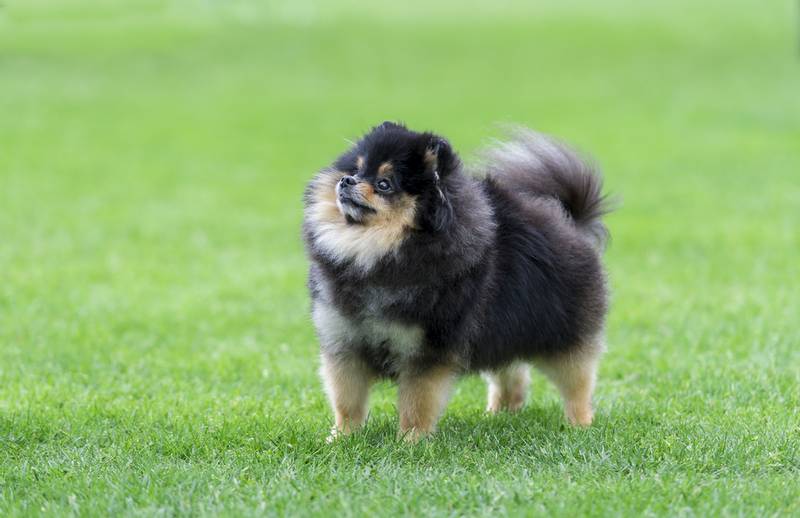 маленькие немецкие собаки: кляйншпиц.jpg