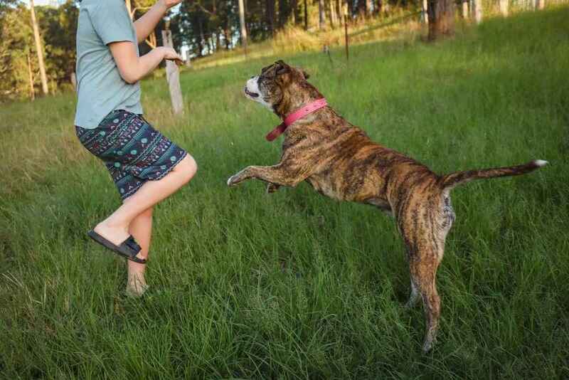 Американский бульдог отличается хорошим чутьем