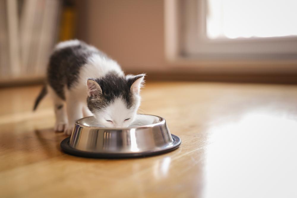 Как часто нужно кормить котенка в 1 месяц