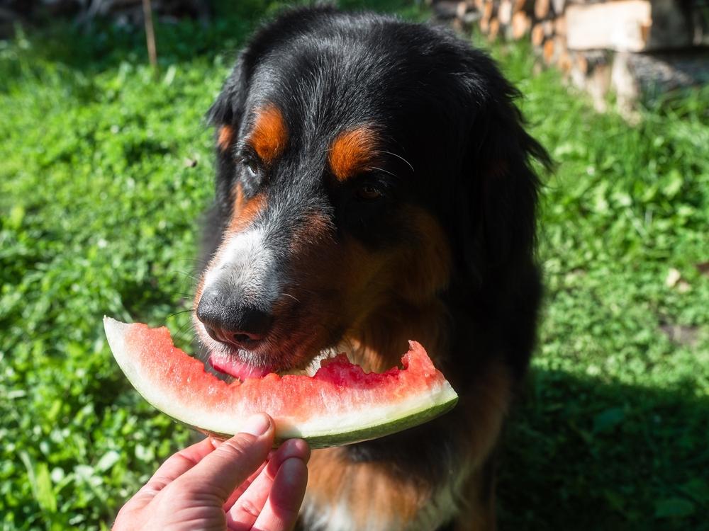 Можно ли собаке давать арбуз