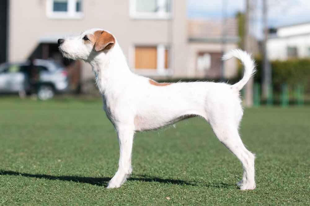 Парсон-рассел-терьер отличается хорошим здоровьем