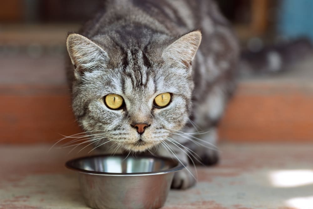 Важно знать, можно ли кошке куриные шеи