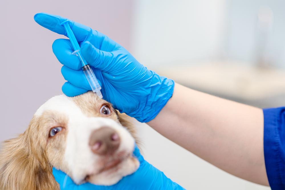 Как и чем лечат блефарит у собак Как и чем лечат блефарит у собак