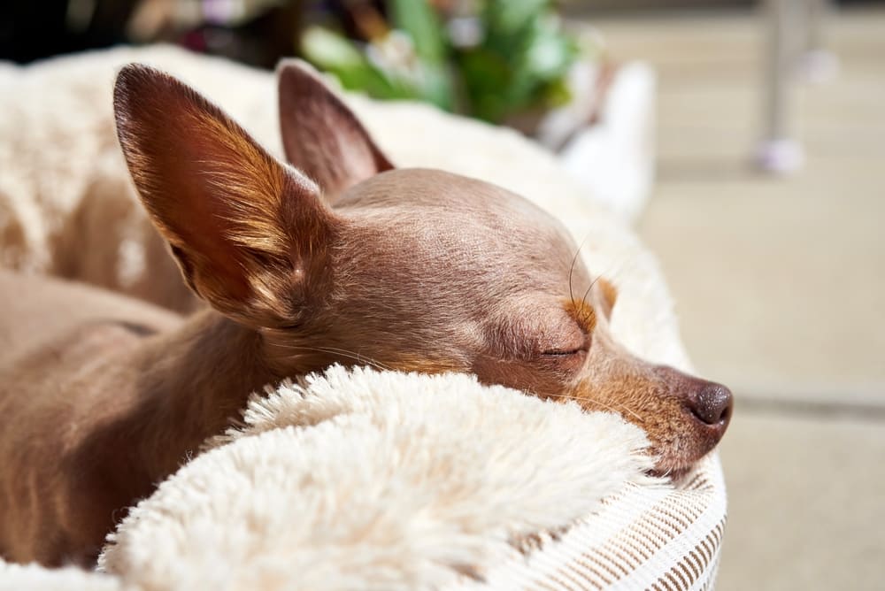 Приобретать русского тоя лучше в питомнике