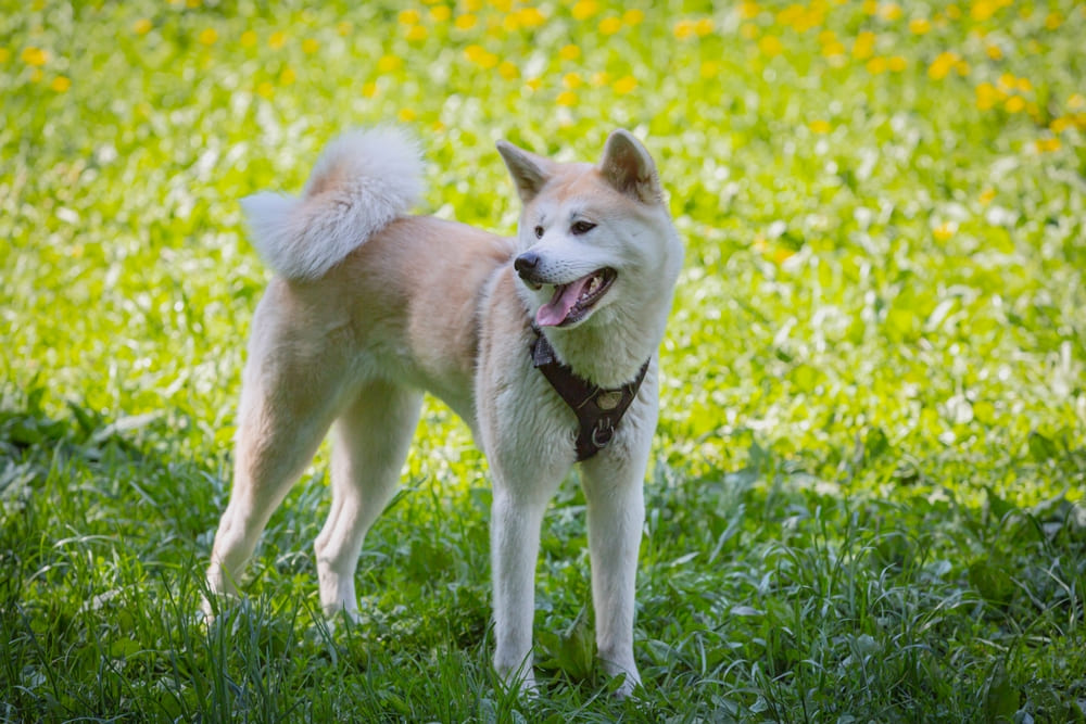 Перед вязкой акита-ину нужен осмотр ветеринара