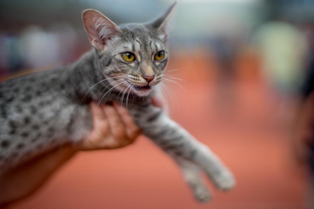 выгул оцикета