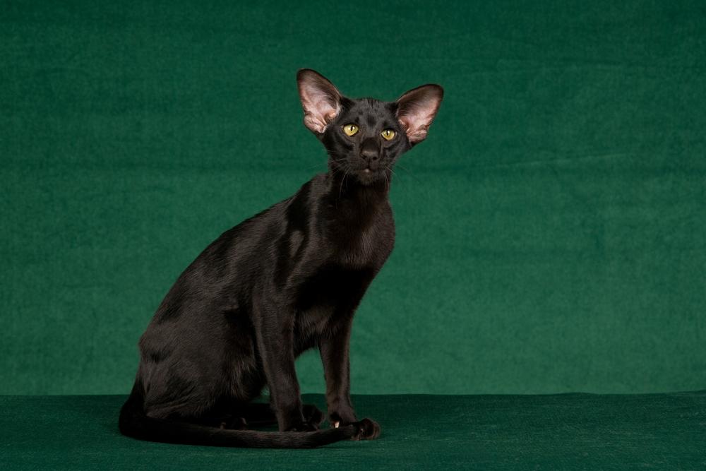 Все породы черных кошек: ориентальная