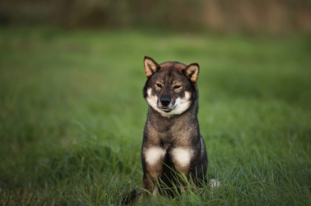 Сикоку нужно ставить прививки