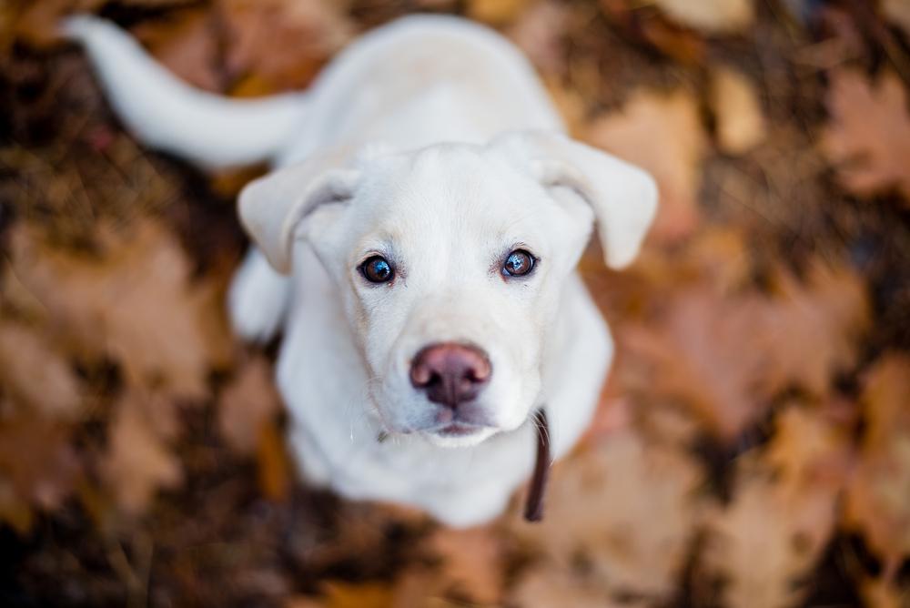 Непризнанные окрасы лабрадоров: белый