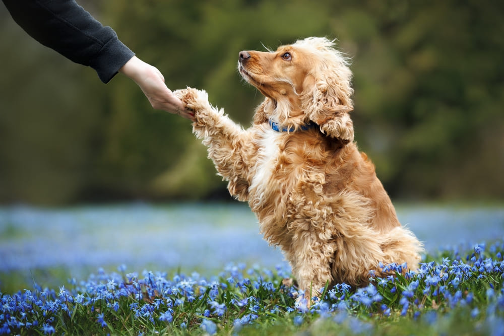 Избыточный вес влияет на то, сколько проживет английский кокер-спаниель