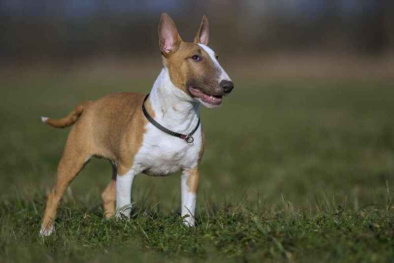 Мини-бультерьер в ошейнике