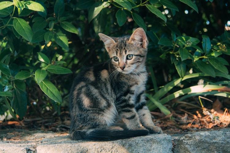 Уход и содержание американской короткошерстной кошки