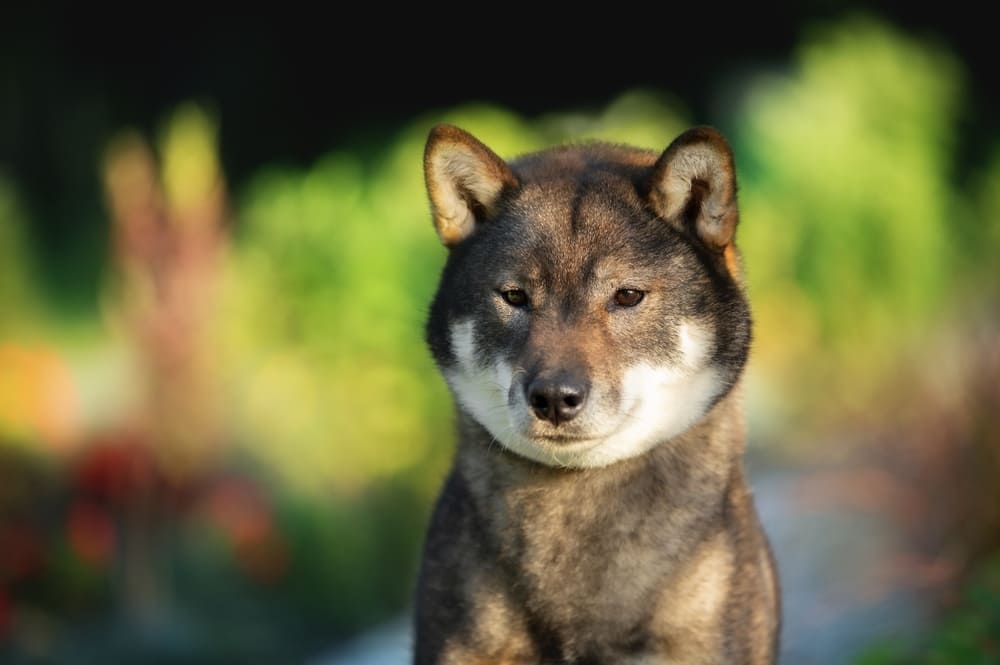 Шикоку отличаются хорошим здоровьем