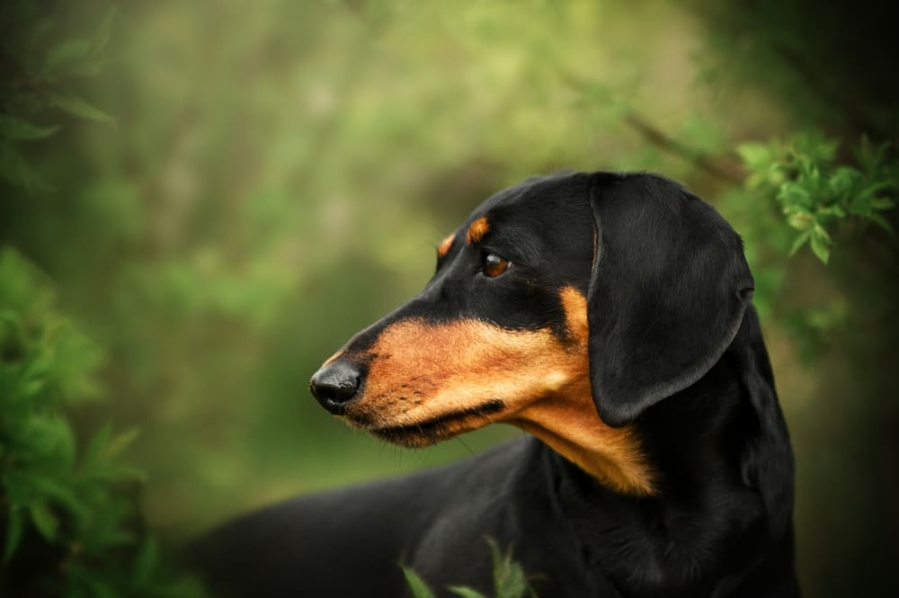 У такс встречается такая болезнь, как ожирение