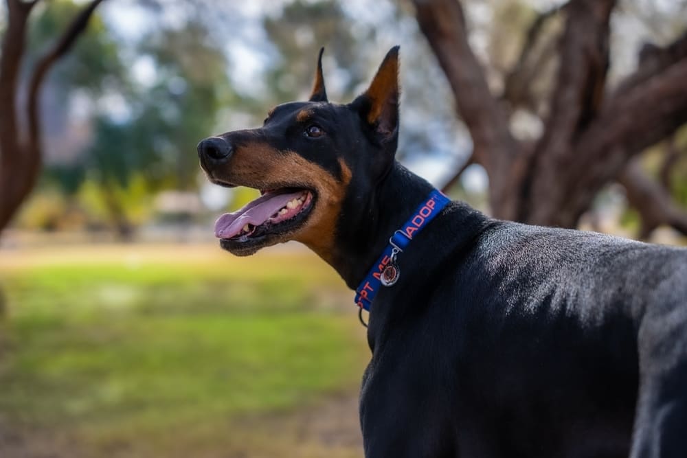 Доберману необходимы гигиенические процедуры