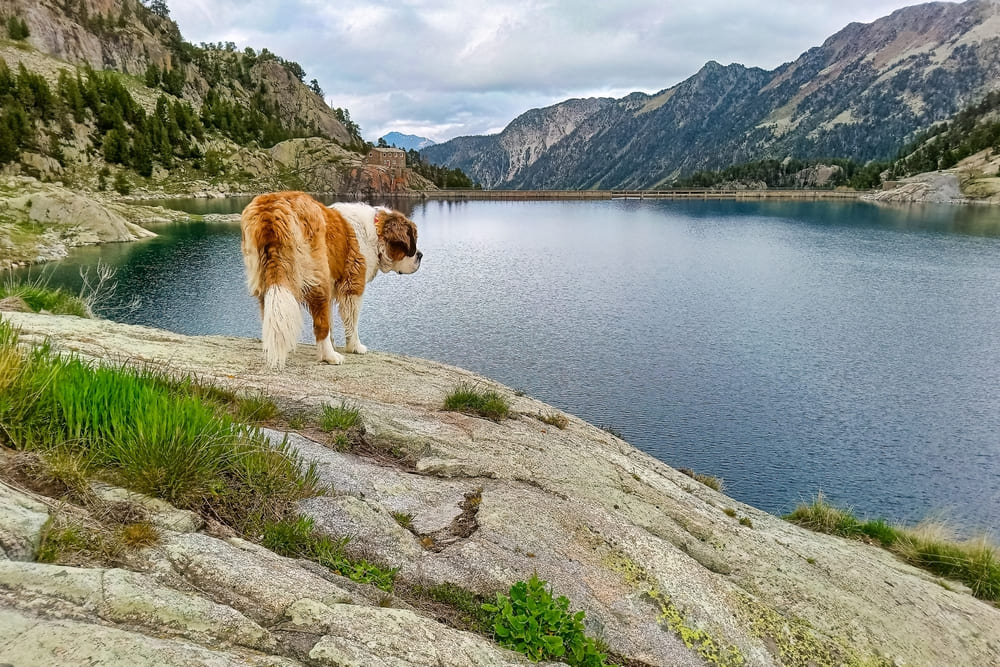 Владельцу важно знать, сколько живут сенбернары