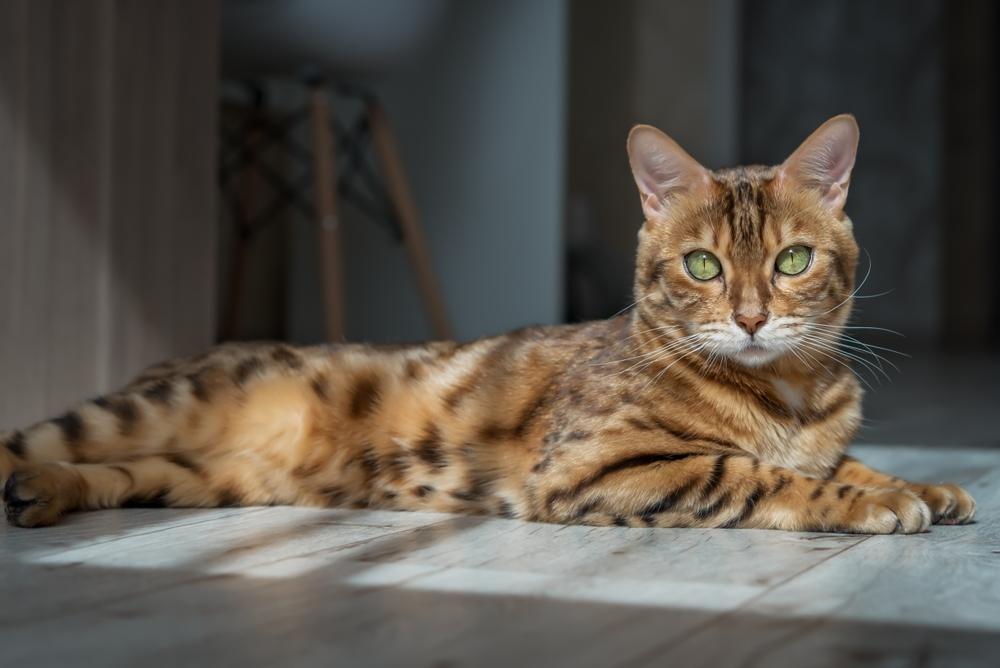 Бенгальская кошка с пятнами на рыжем фоне