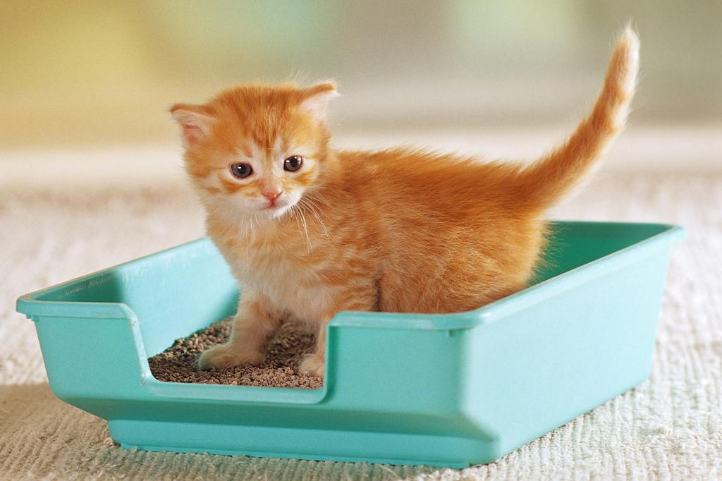 котенок в лотке.jpg котенок в лотке.jpg
