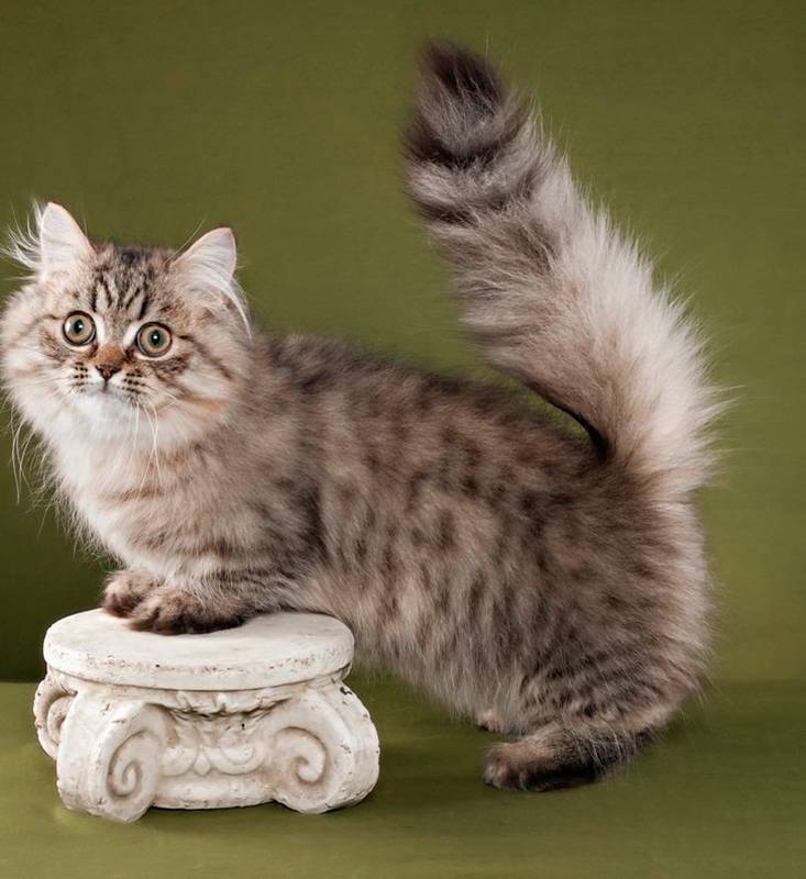 Здоровье менуэта