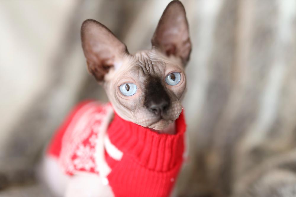 Содержание бамбино 