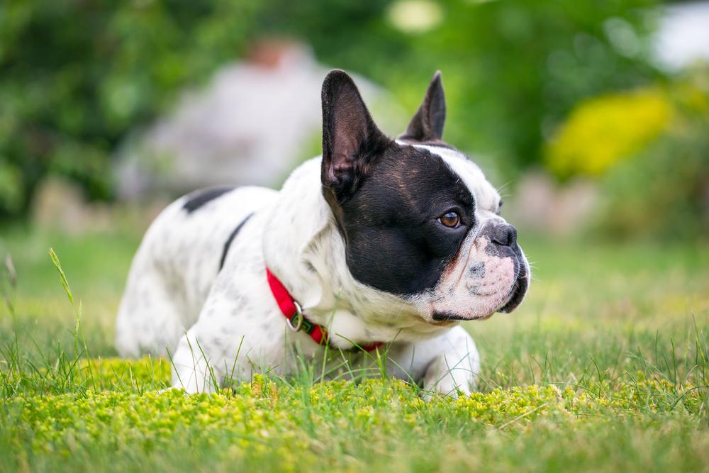 Характер французского бульдога Характер французского бульдога