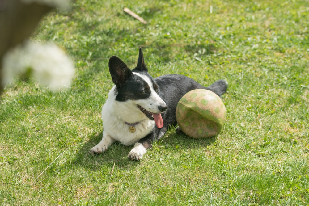 Владельцу важно контролировать, сколько длится беременность у корги