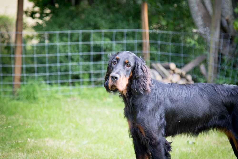 Щенок шотландского сеттера