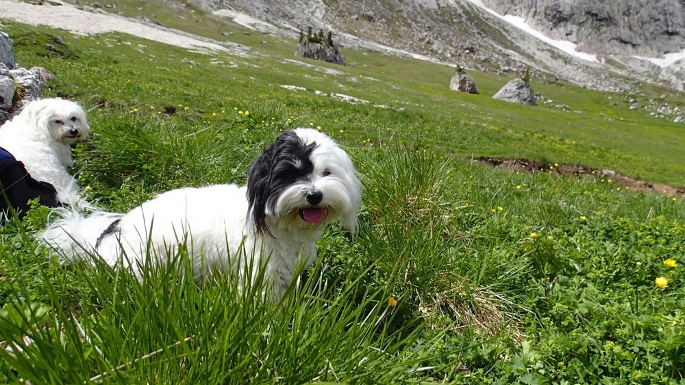 Самые здоровые маленькие породы собак: котон-де-тулеар