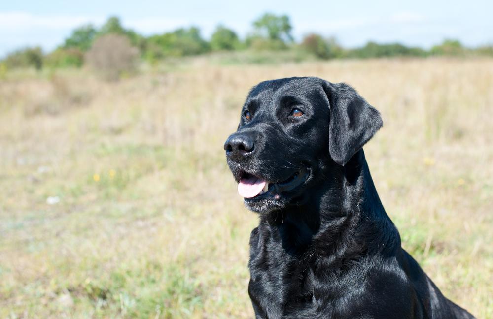 Милый черный лабрадор