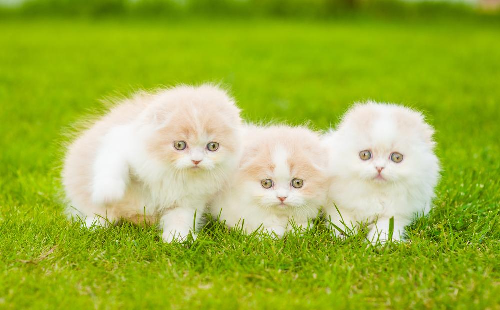 Советы по выбору котенка хайленд-фолда