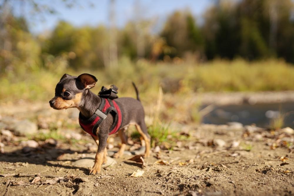 Первая прогулка щекна той-терьера Первая прогулка щекна той-терьера