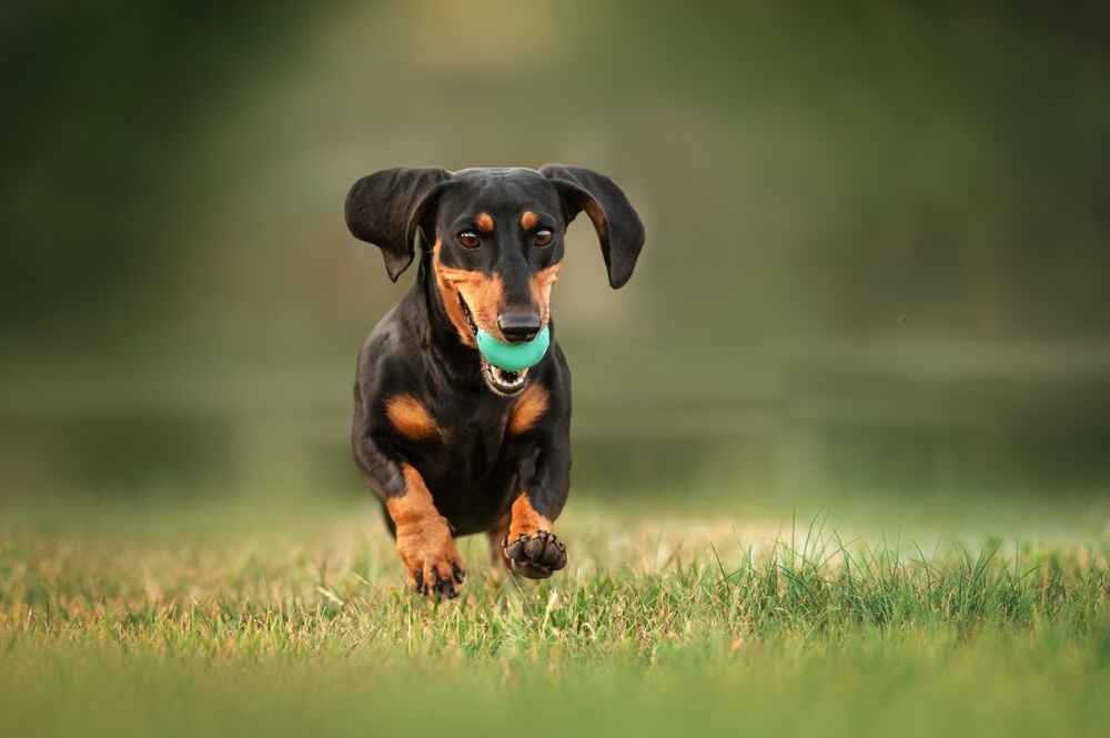 Владельцу необходимо знать, сколько длится беременность у таксы