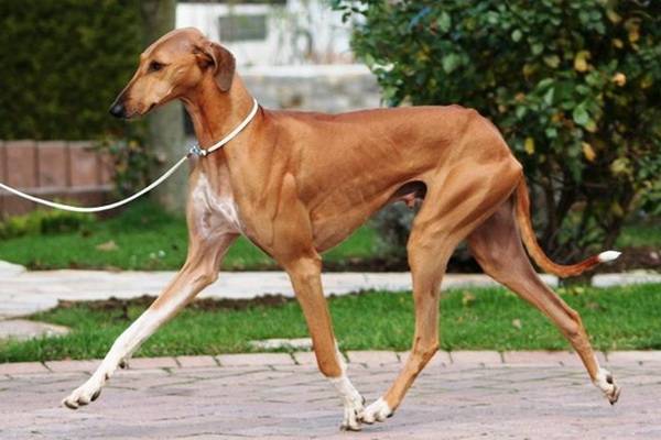 редкие французские породы: азавак.jpg редкие французские породы: азавак.jpg