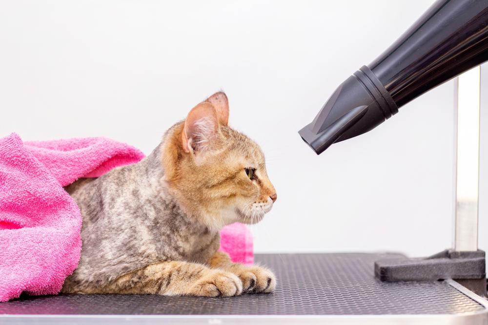 Экспресс-линька для кошек Экспресс-линька для кошек