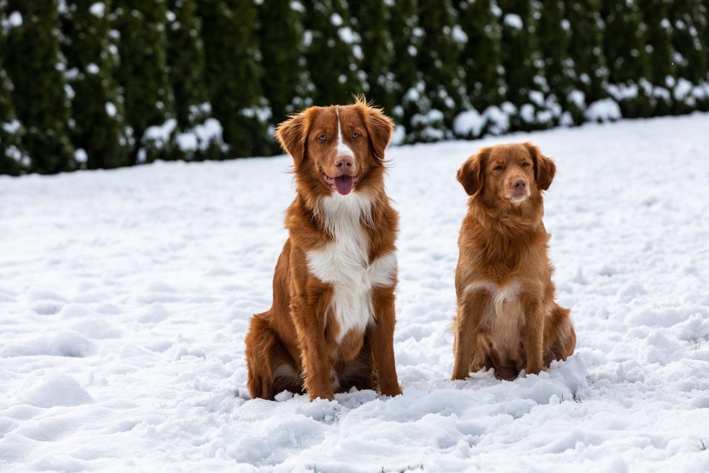 Репродуктивное здоровье толлера 