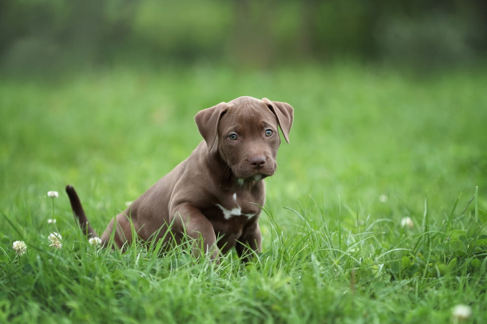 Милый щенок питбуля