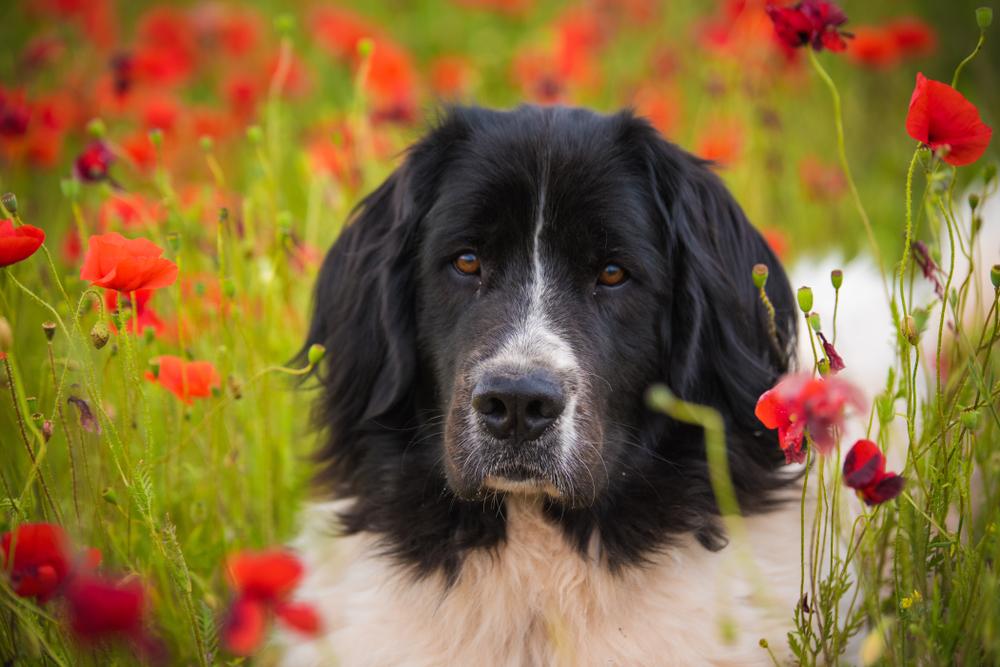 Уход за ландсиром